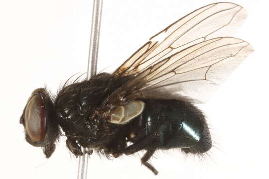 Image of Dasyphora cordilleriana