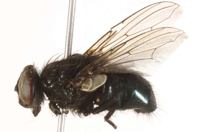 صورة Dasyphora cordilleriana