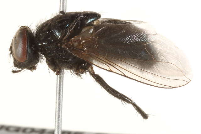 صورة Dasyphora cordilleriana