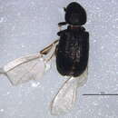 Image of Procryphalus mucronatus Wood & Bright 1992