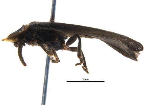 Image of Phausis rhombica Fender ex Hatch 1962