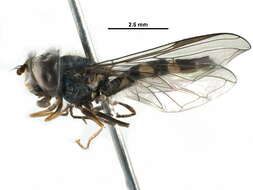 Image of Meligramma triangulifera