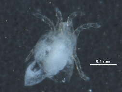 Image of Anisitsiellidae