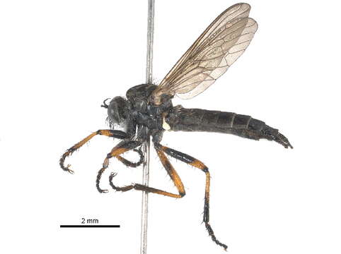 Image of <i>Nevadasilus auriannulatus</i>