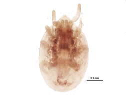 Image of tortoise mite