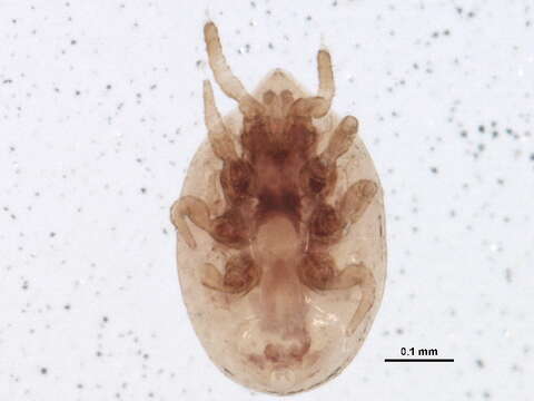 صورة Urodinychidae