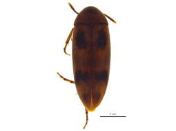 Image of Orchesia ornata