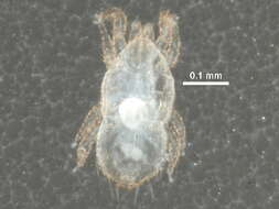 Image of Microgyniidae