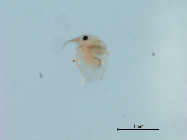 Image of bosminid waterfleas