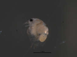 Image of bosminid waterfleas