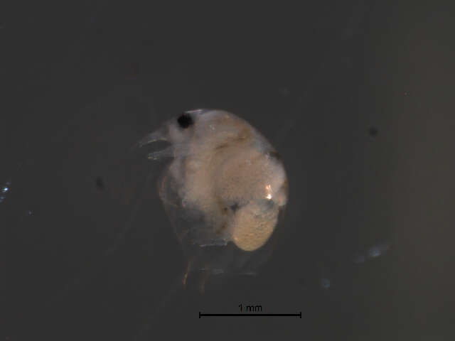 Image of bosminid waterfleas