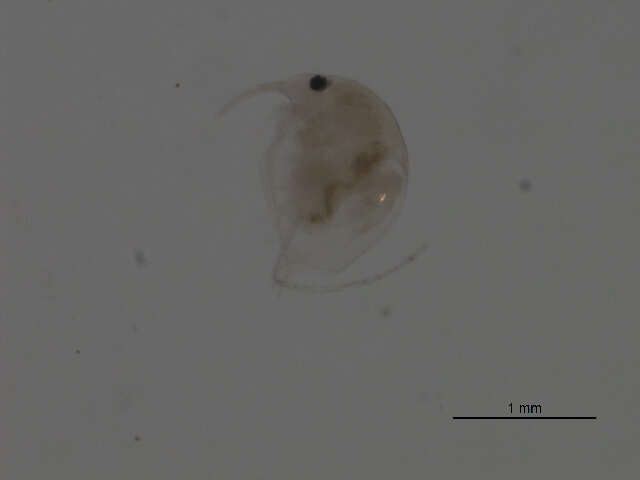 Image of bosminid waterfleas