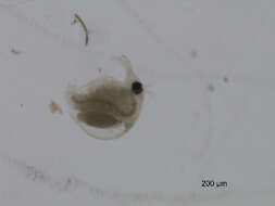 Image of bosminid waterfleas