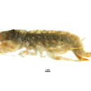 Image of Eulimnogammarus verrucosus (Gerstfeldt 1858)