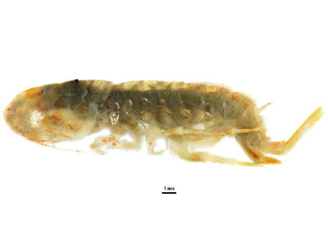 Image of Eulimnogammarus verrucosus (Gerstfeldt 1858)