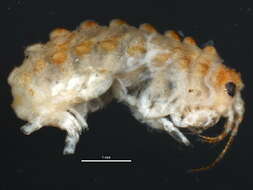 Image of Acanthogammaridae