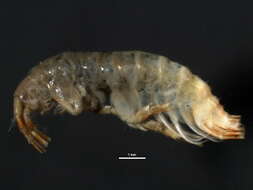 Image of Eulimnogammarus vittatus (Dybowsky 1874)