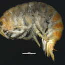 Image of <i>Gmelinoides fasciatus</i>