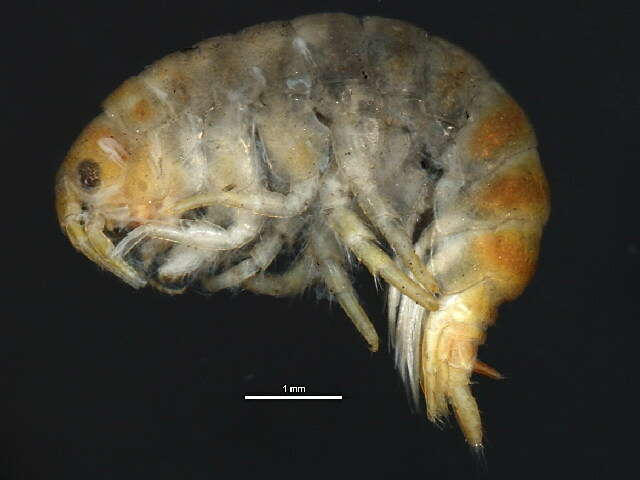 Image of <i>Gmelinoides fasciatus</i>