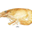 Image of <i>Orconectes immunis</i>