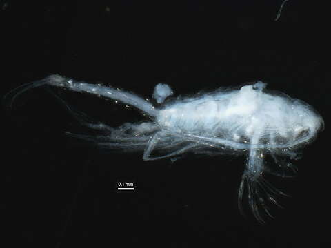 Image of <i>Tortanus discaudatus</i> (I. C. Thompson & A. Scott ex Herdman, Thompson & A. Scott 1898)