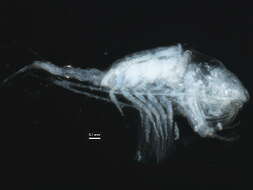 Image of <i>Tortanus discaudatus</i> (I. C. Thompson & A. Scott ex Herdman, Thompson & A. Scott 1898)