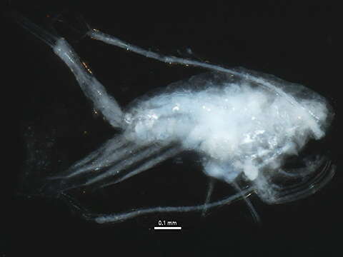 Image of <i>Tortanus discaudatus</i> (I. C. Thompson & A. Scott ex Herdman, Thompson & A. Scott 1898)