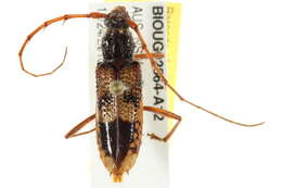 Image of Eucalyptus longhorned borer