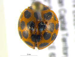 Слика од Harmonia conformis (Boisduval 1835)