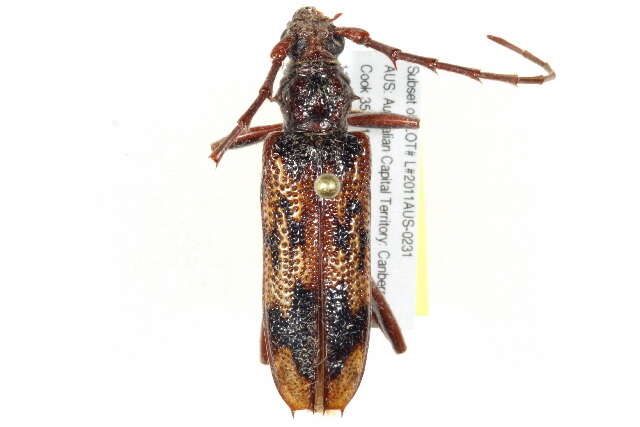 Image of Eucalyptus longhorn borer