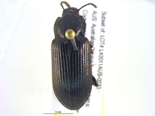 Image of Asphalina Matthews & Lawrence 2005