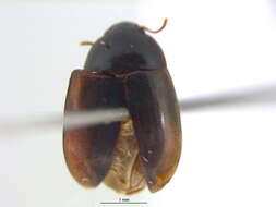 Image of cryptic fungus beetles