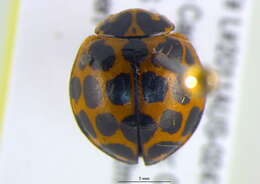 Слика од Harmonia conformis (Boisduval 1835)