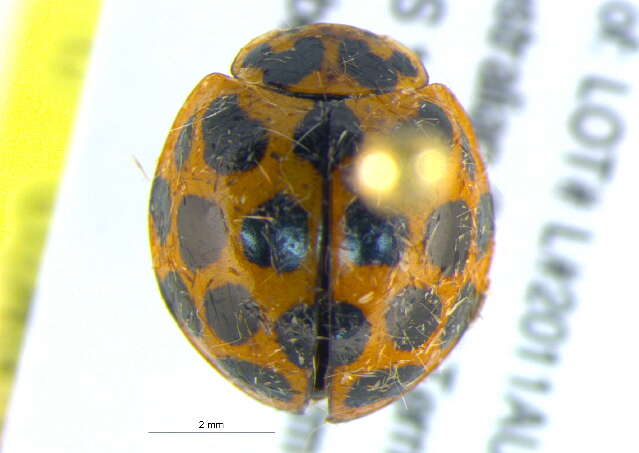 Слика од Harmonia conformis (Boisduval 1835)