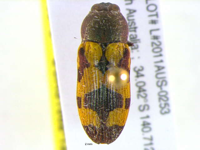 Image of Elateriformia
