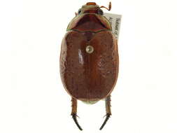 Image of Christmas Beetles