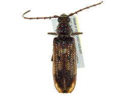 Image of Eucalyptus longhorn borer