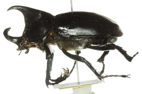 Image of Rhinoceros Beetles