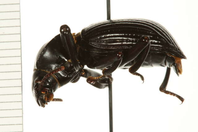 Image of darkling beetles