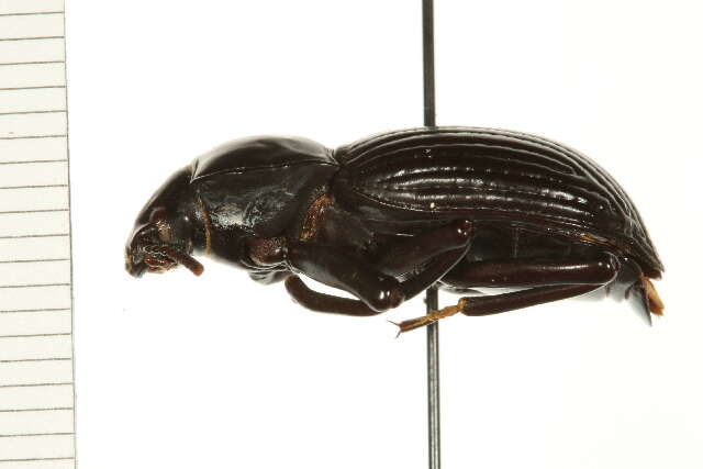 Image of darkling beetles