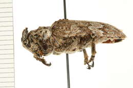 Image of Lamiinae