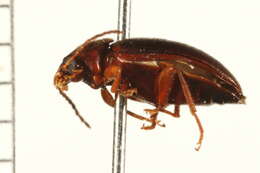 Image of darkling beetles