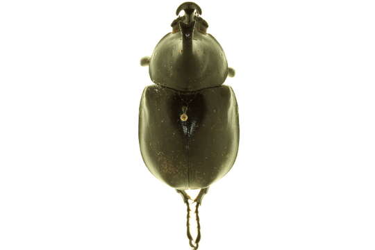 Image of Elephant Beetle