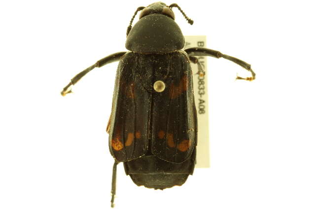 Image of carrion beetles