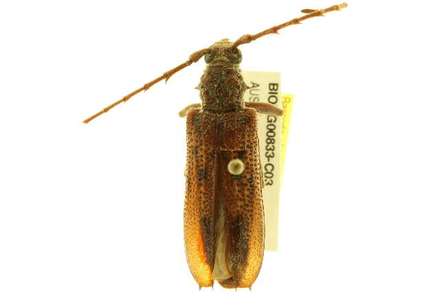 Image of Eucalyptus longhorn borer