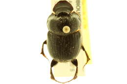 Image of Onthophagus capella Kirby 1818