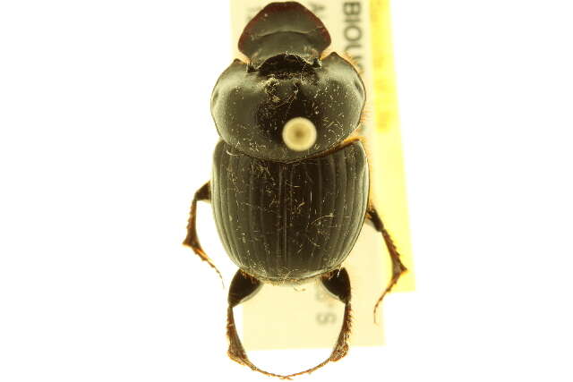 Image of Onthophagus capella Kirby 1818