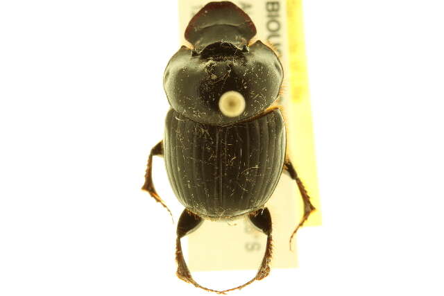 Слика од Onthophagus capella Kirby 1818