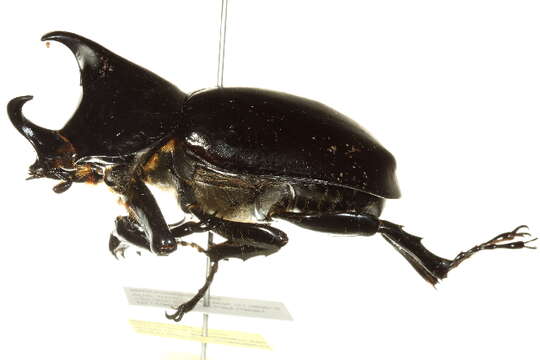 Image of Elephant Beetle