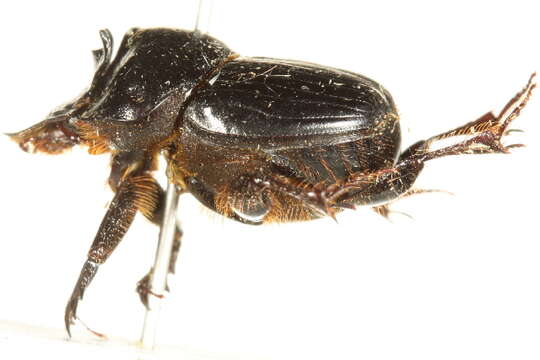 Image of Onthophagus capella Kirby 1818